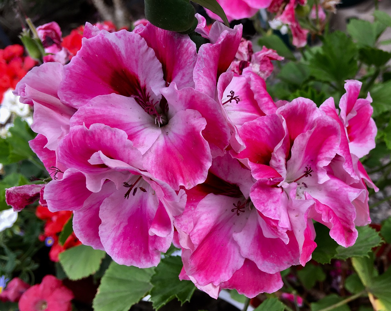 geranium nature pink flower free photo