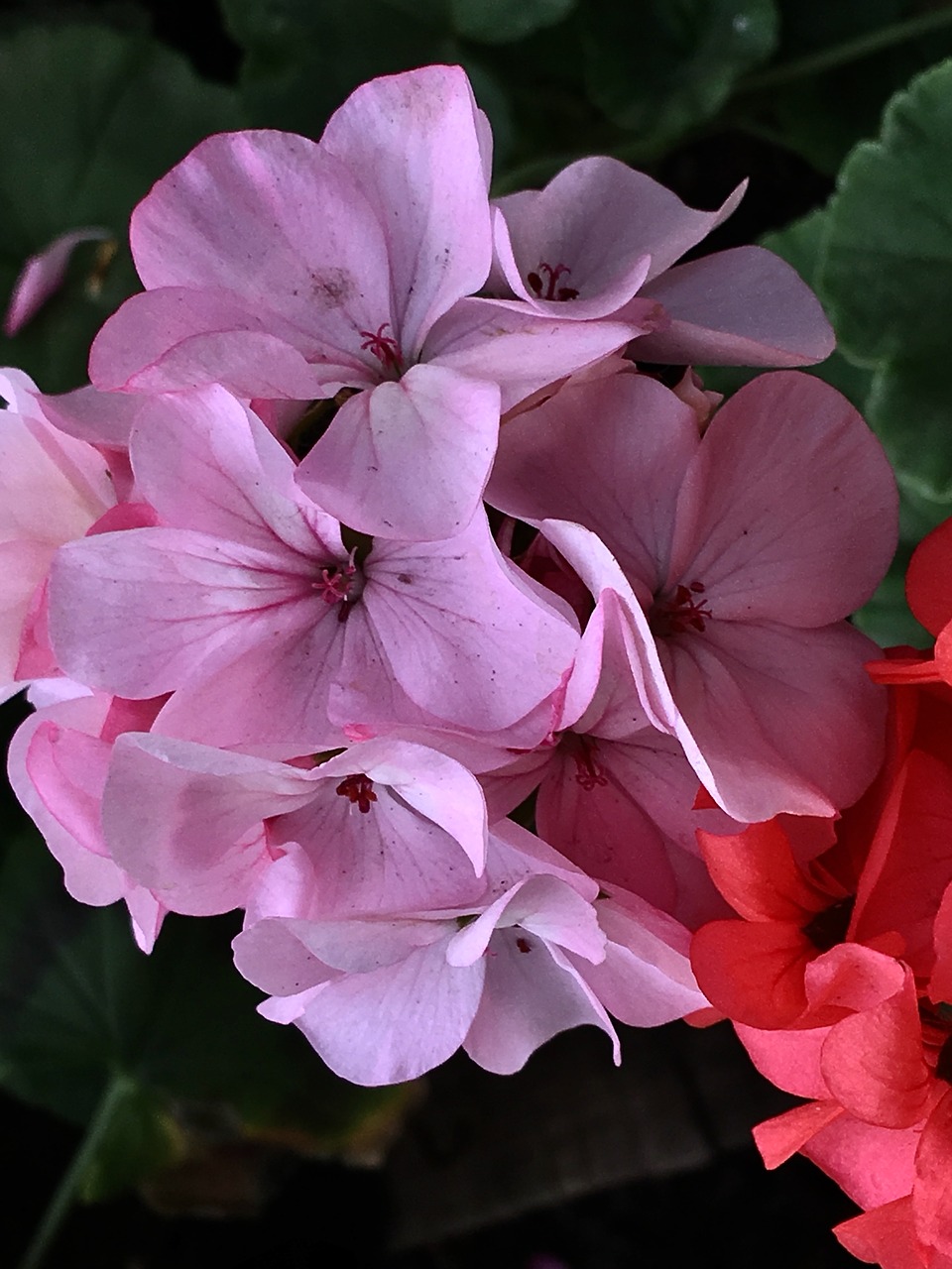 geranium plants garden free photo