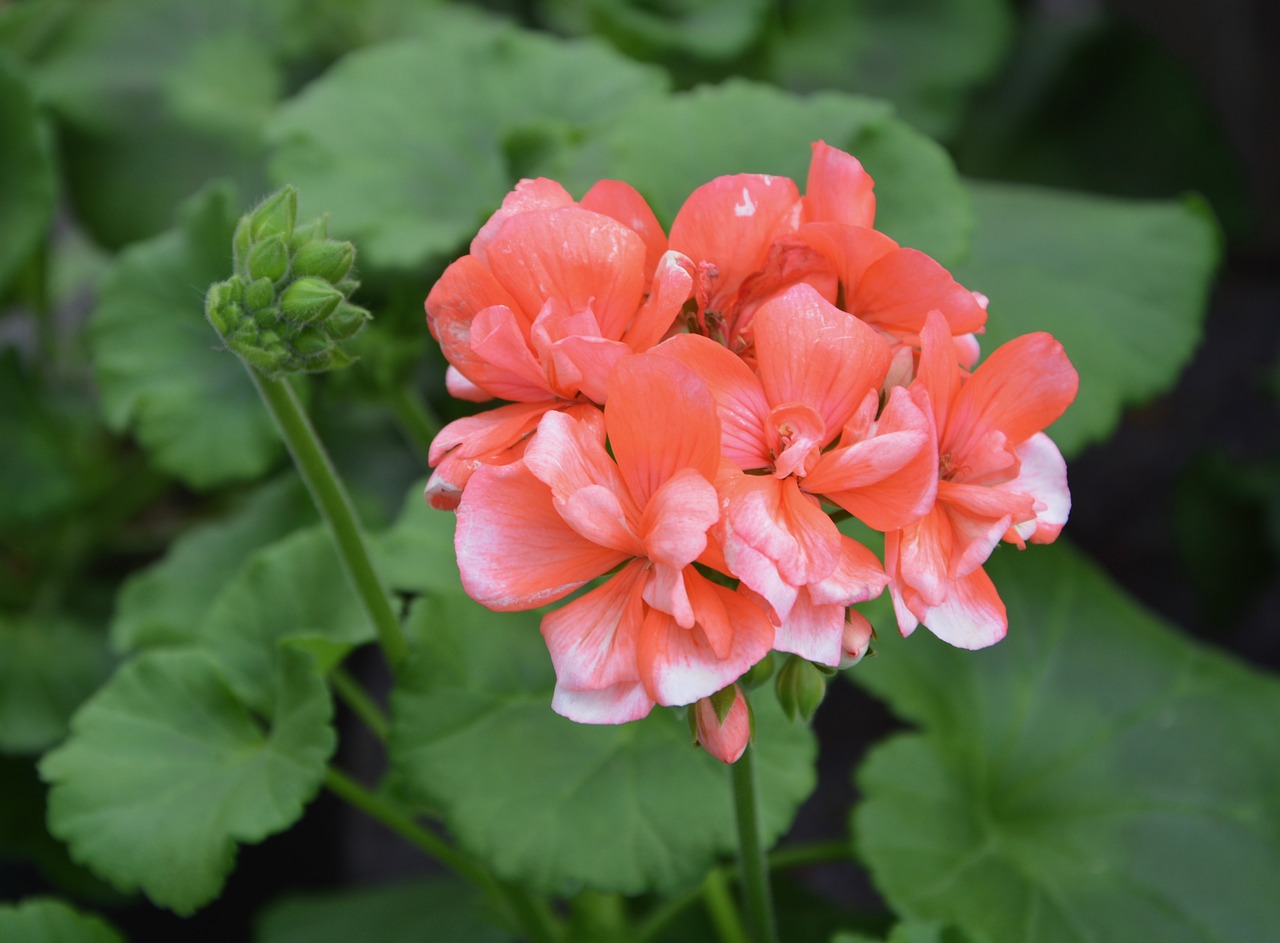 geranium nature flower free photo