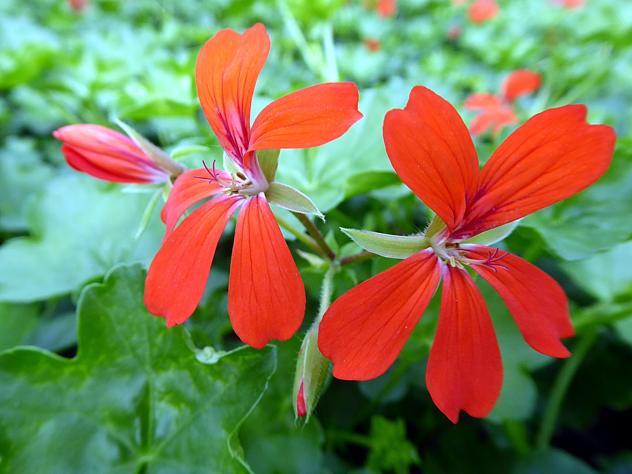 geranium  pelargonium  red free photo