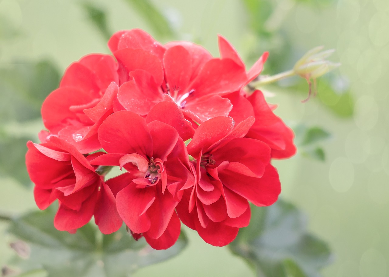 geranium  summer  balcony free photo