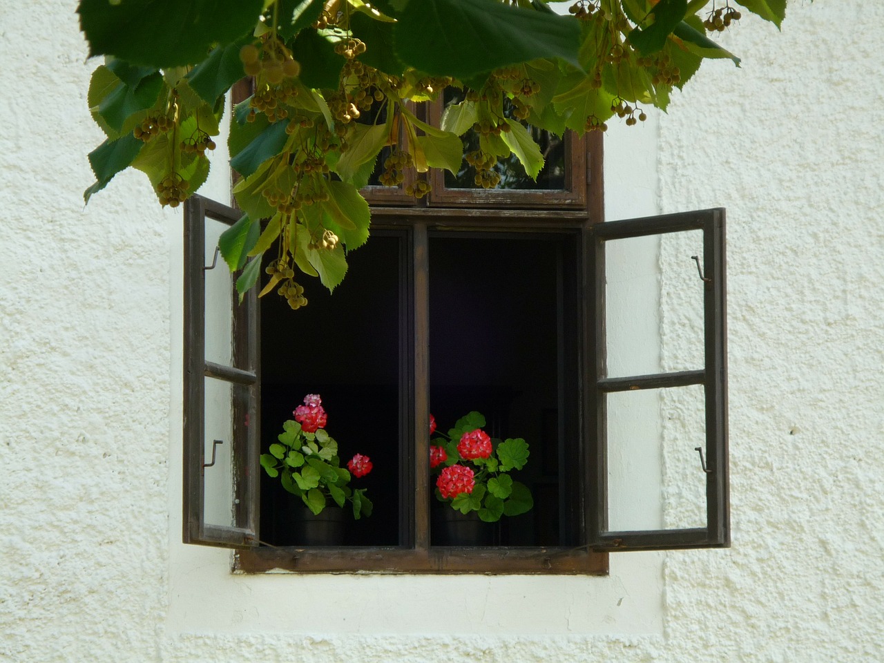 geranium window home free photo