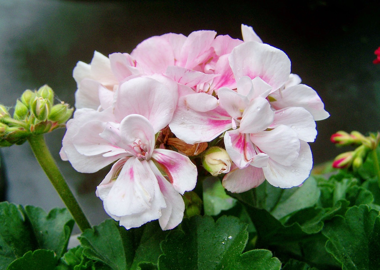 geranium  summer flower  ornamental plants free photo