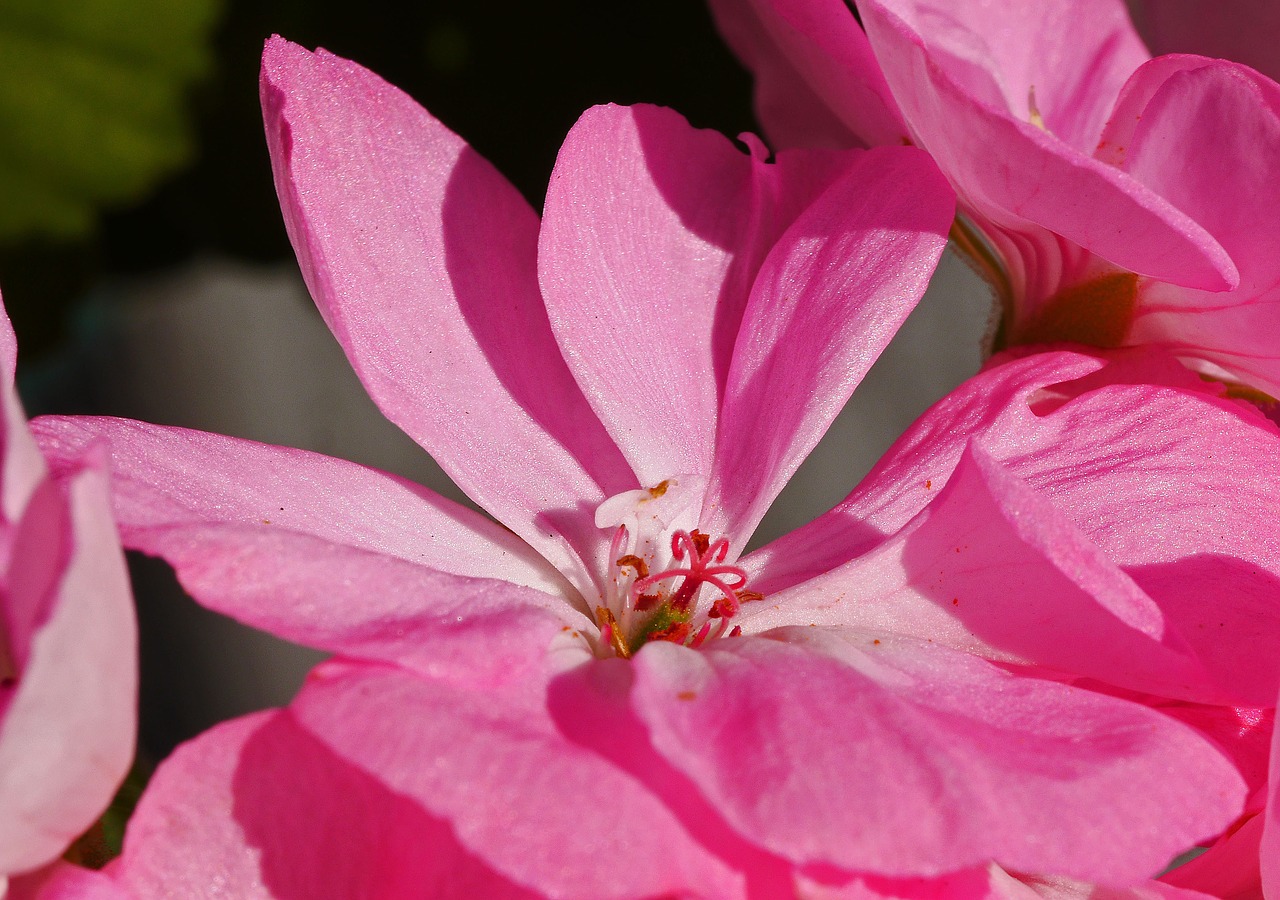 geranium  blossom  bloom free photo