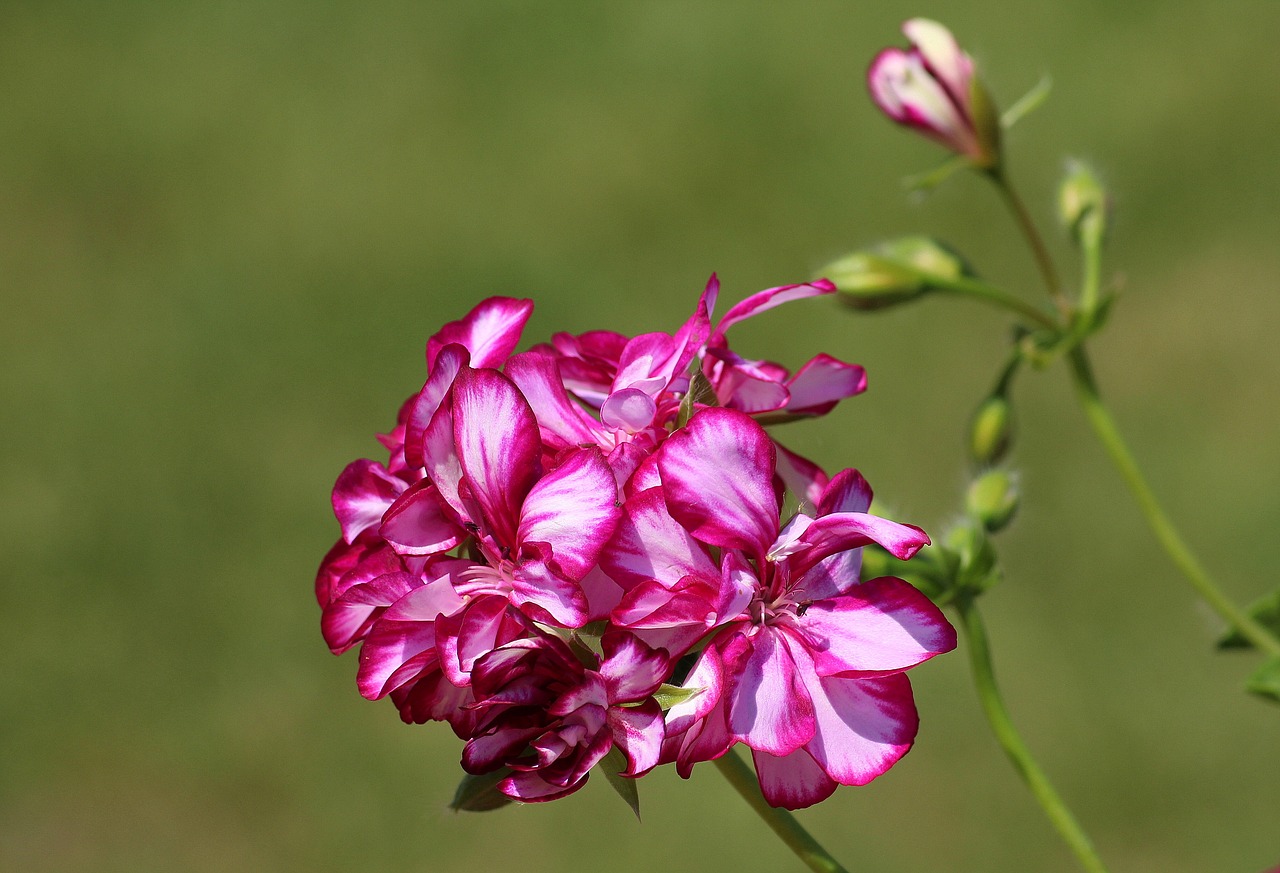 geranium  flower  pink free photo