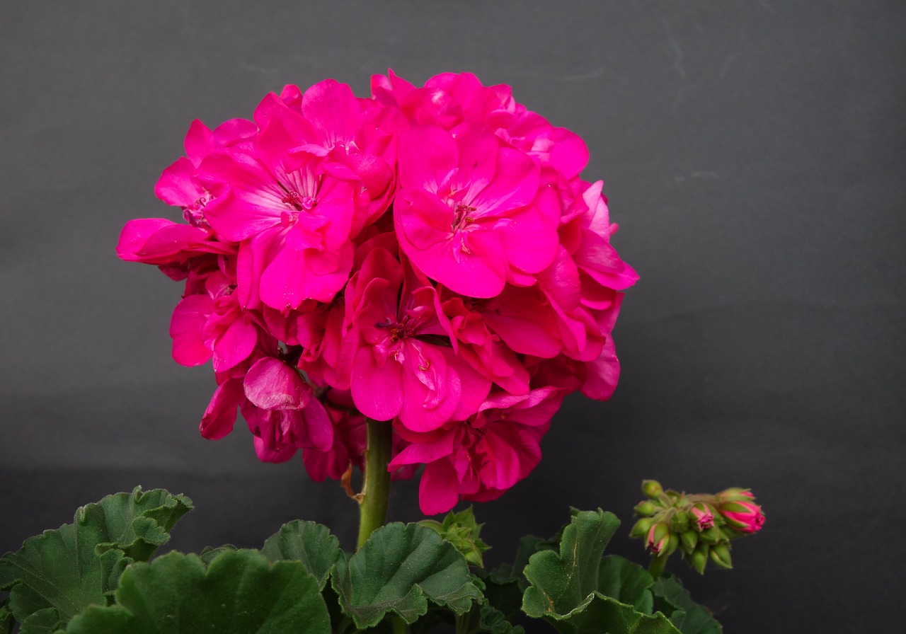 geranium  pink  blossom free photo