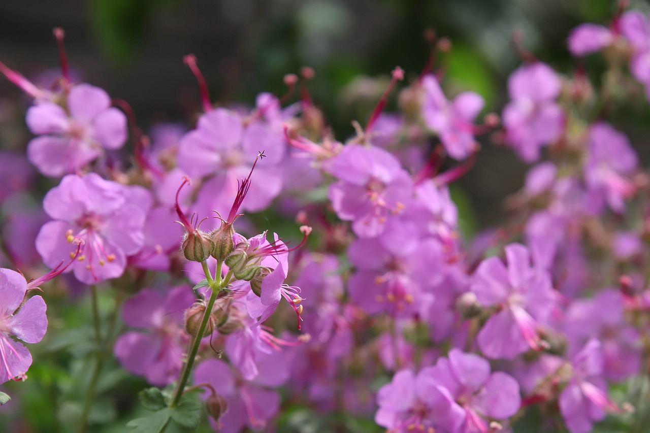 geranium  flower  purple free photo