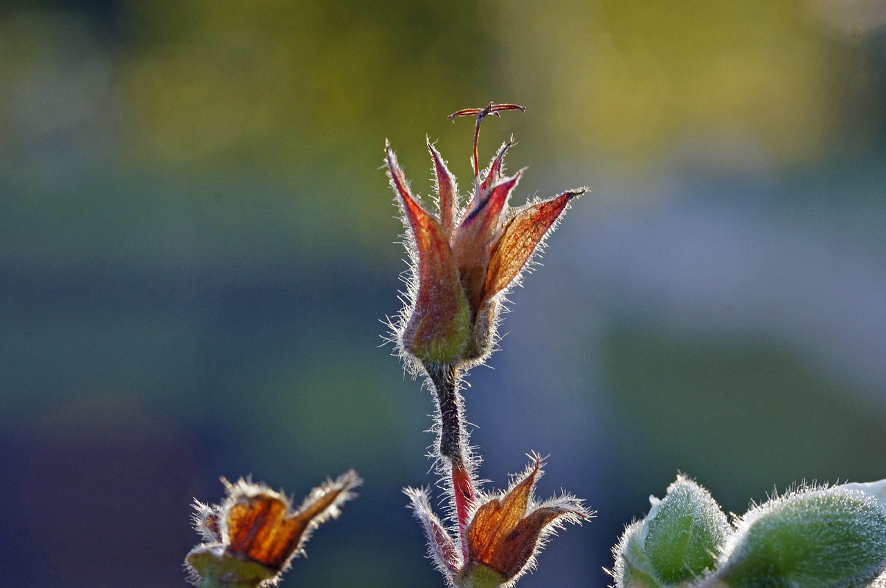 geranium  autumn  flora free photo