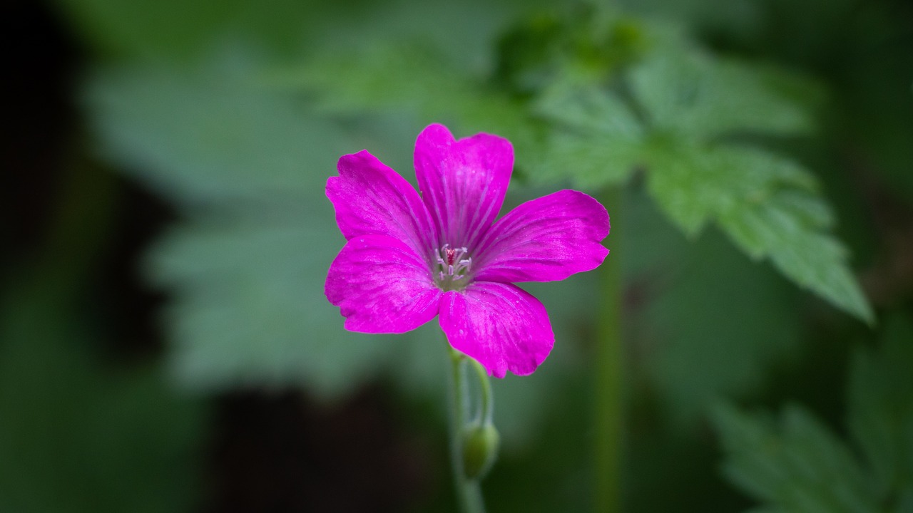 geranium  pink  flower free photo