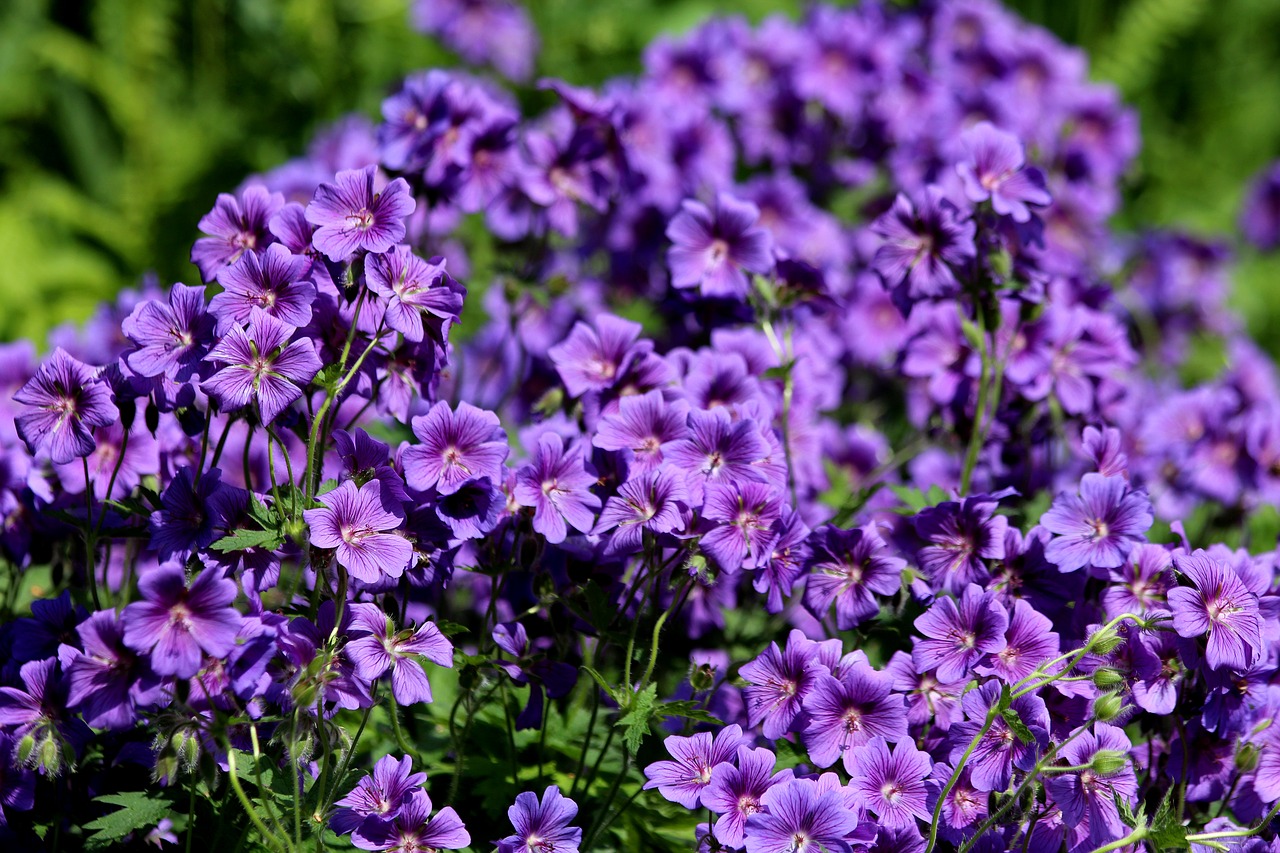 geranium  flowers  purple flowers free photo