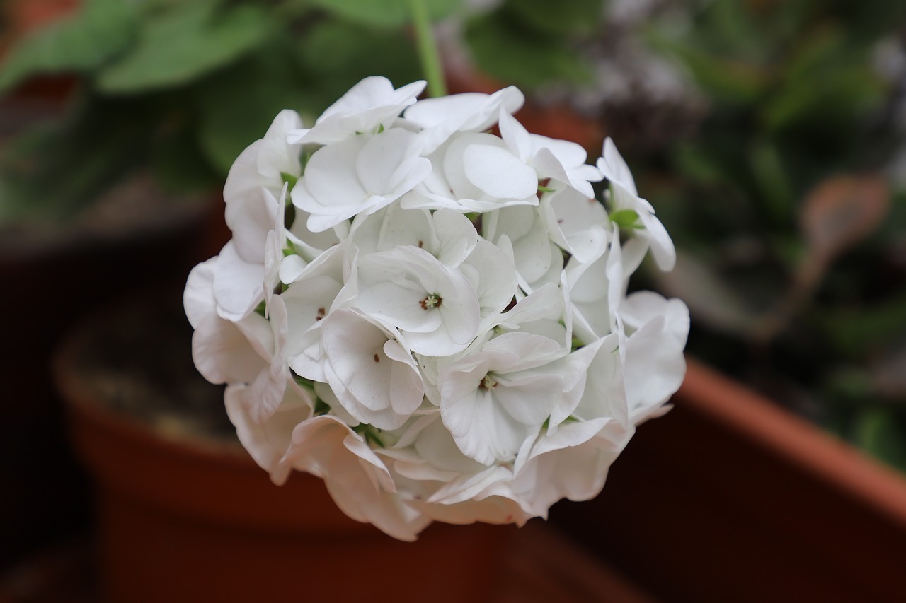 geranium  plants  plant free photo