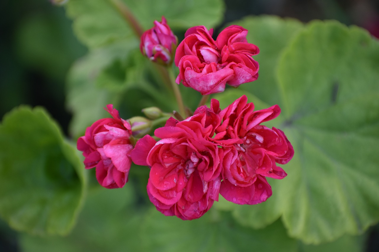 geranium  flower  green free photo