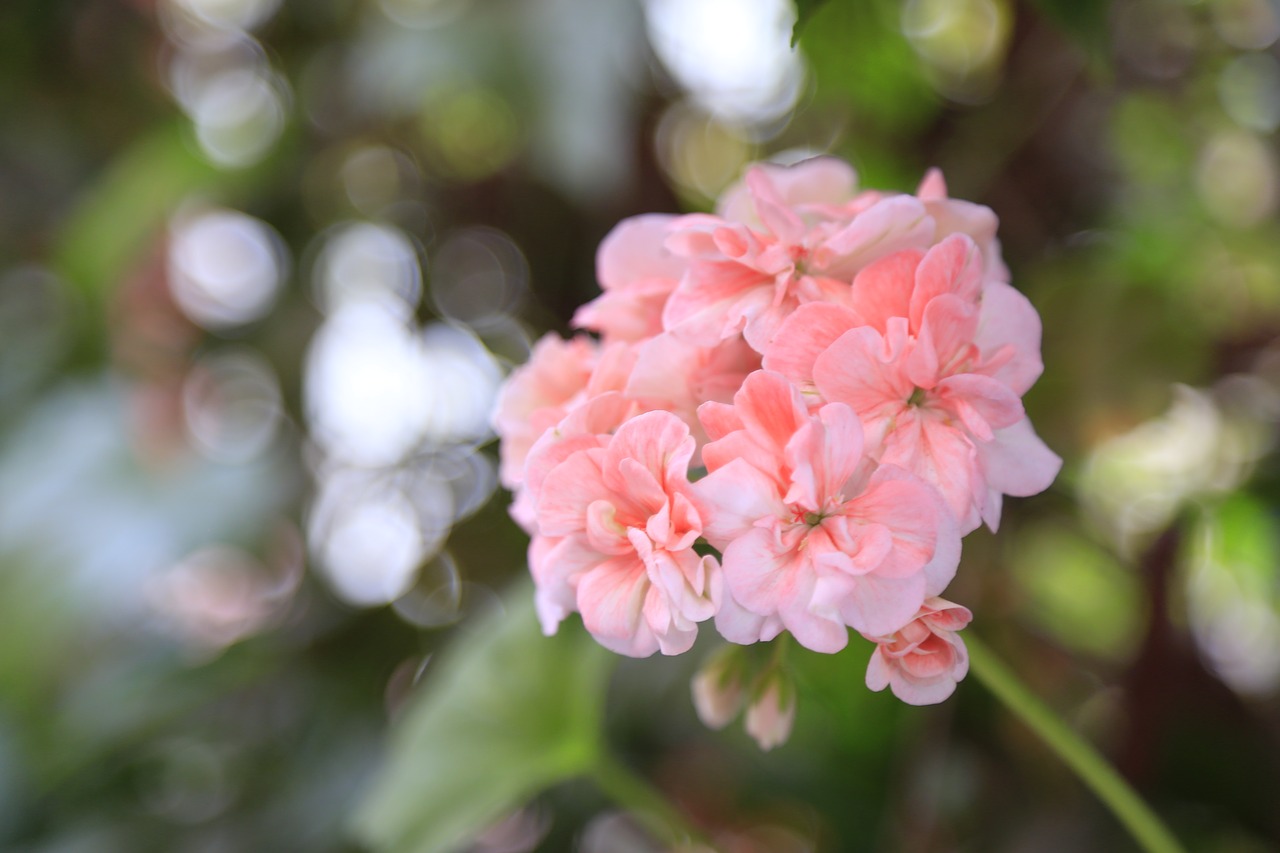 geranium  pink  flower free photo