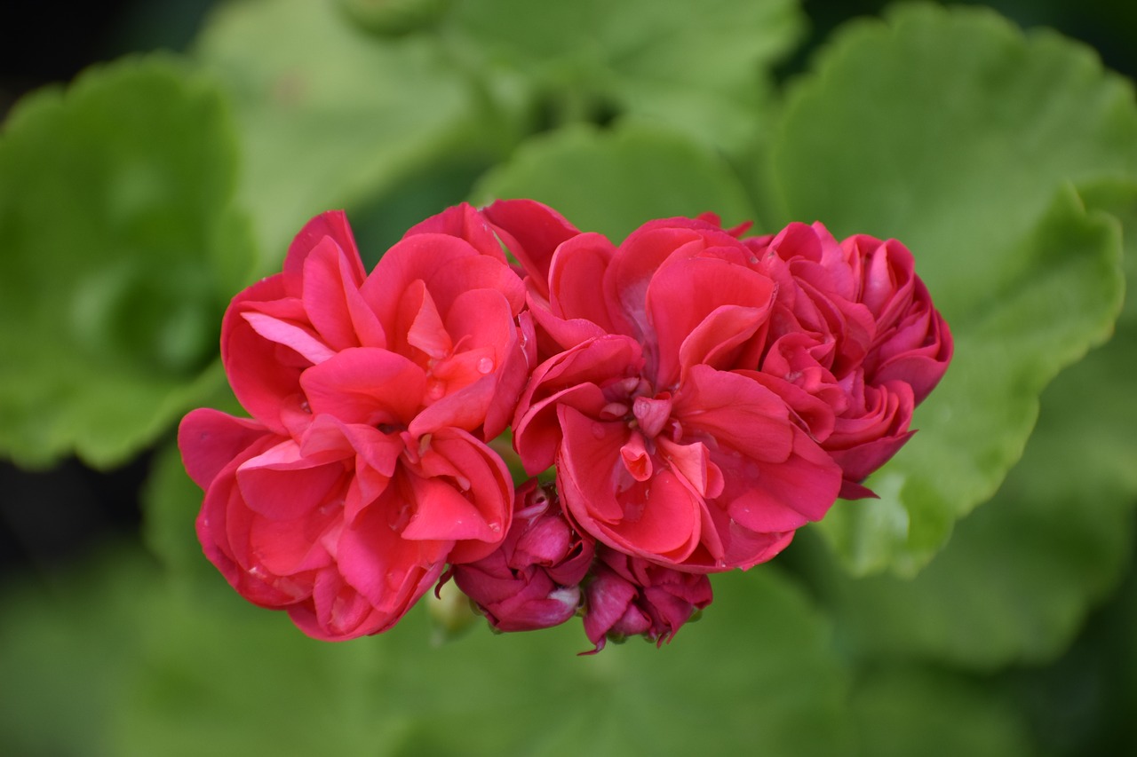 geranium  red  green free photo