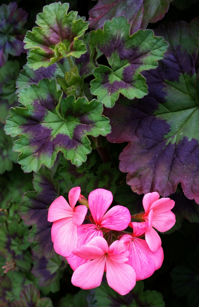 geranium  flower  plant free photo