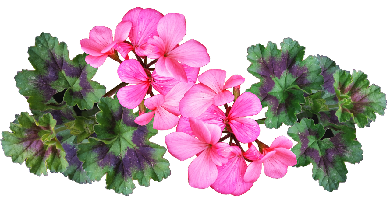 geranium  pink  flower free photo