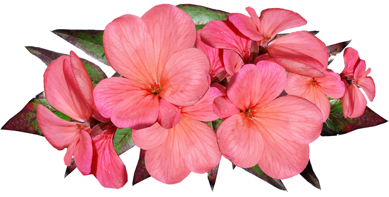 geranium  pink  flowers free photo