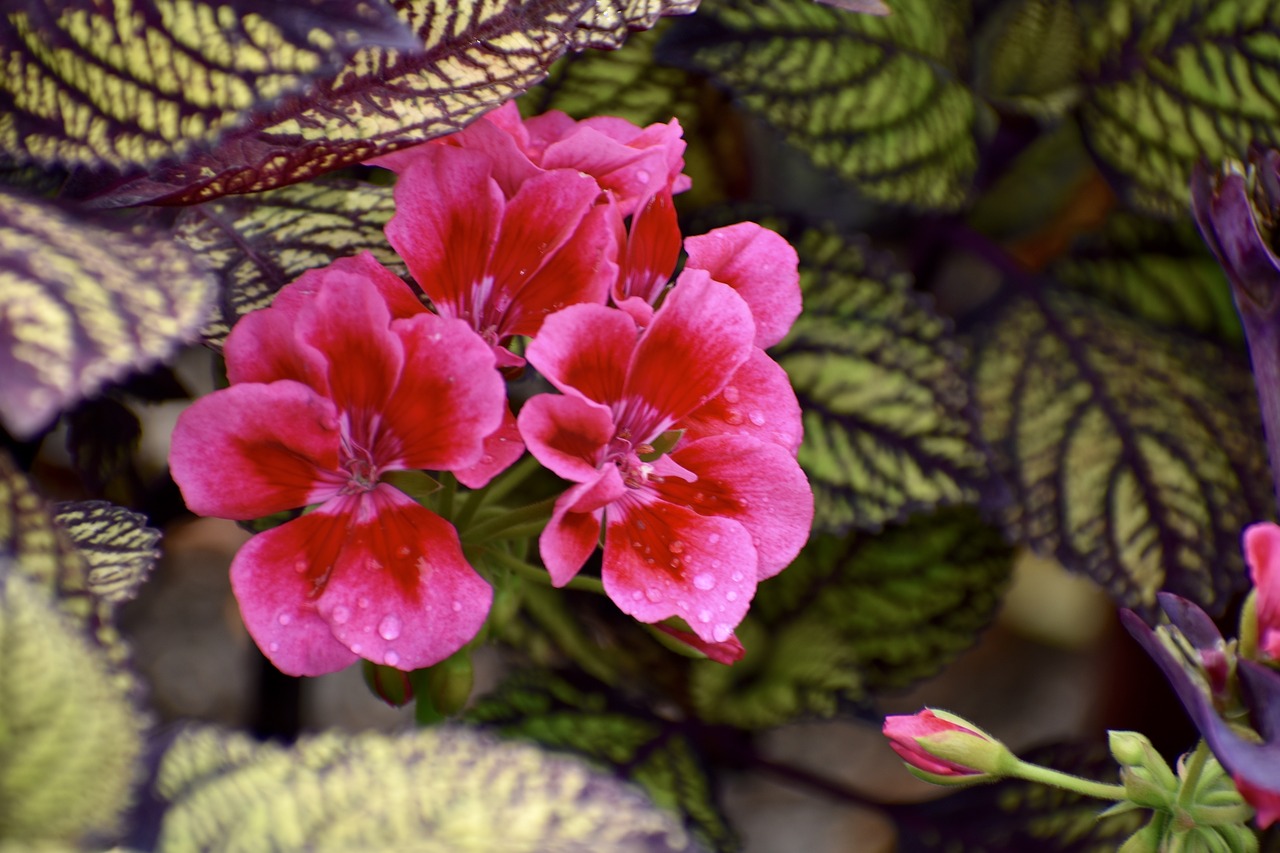 geranium  pink  flowers free photo