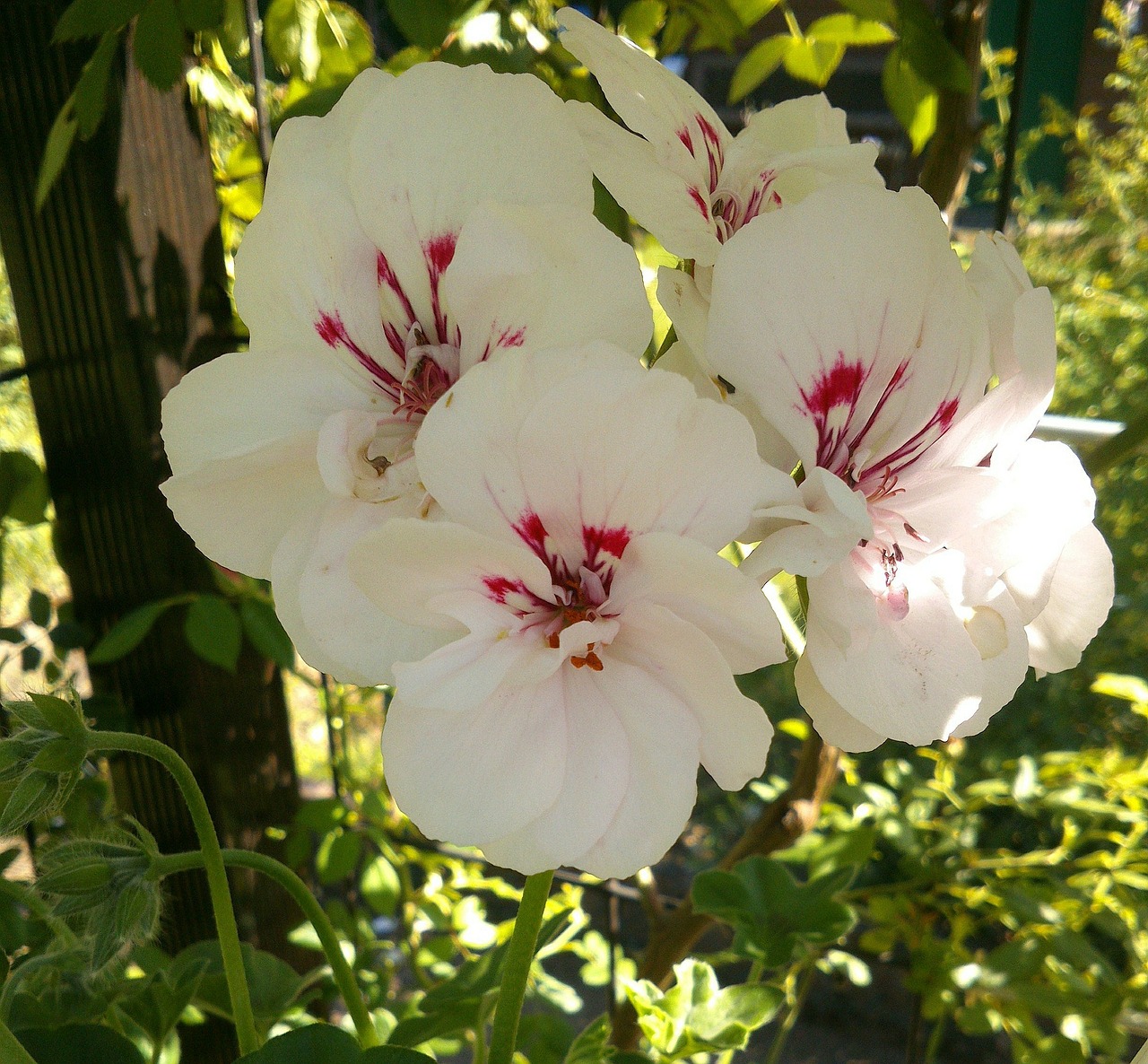 geranium garden flowers free photo