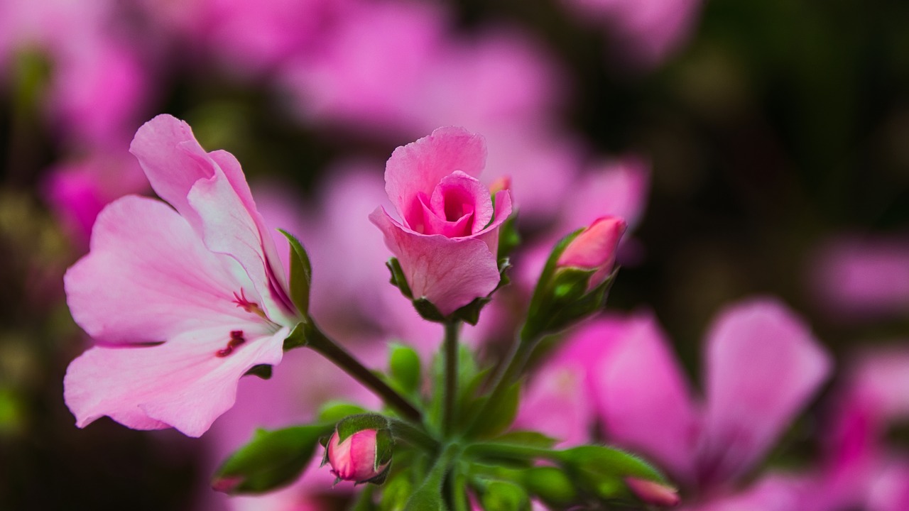 geranium  bright  beauty free photo