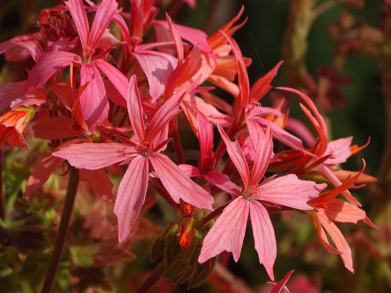 geranium  flowers  garden free photo