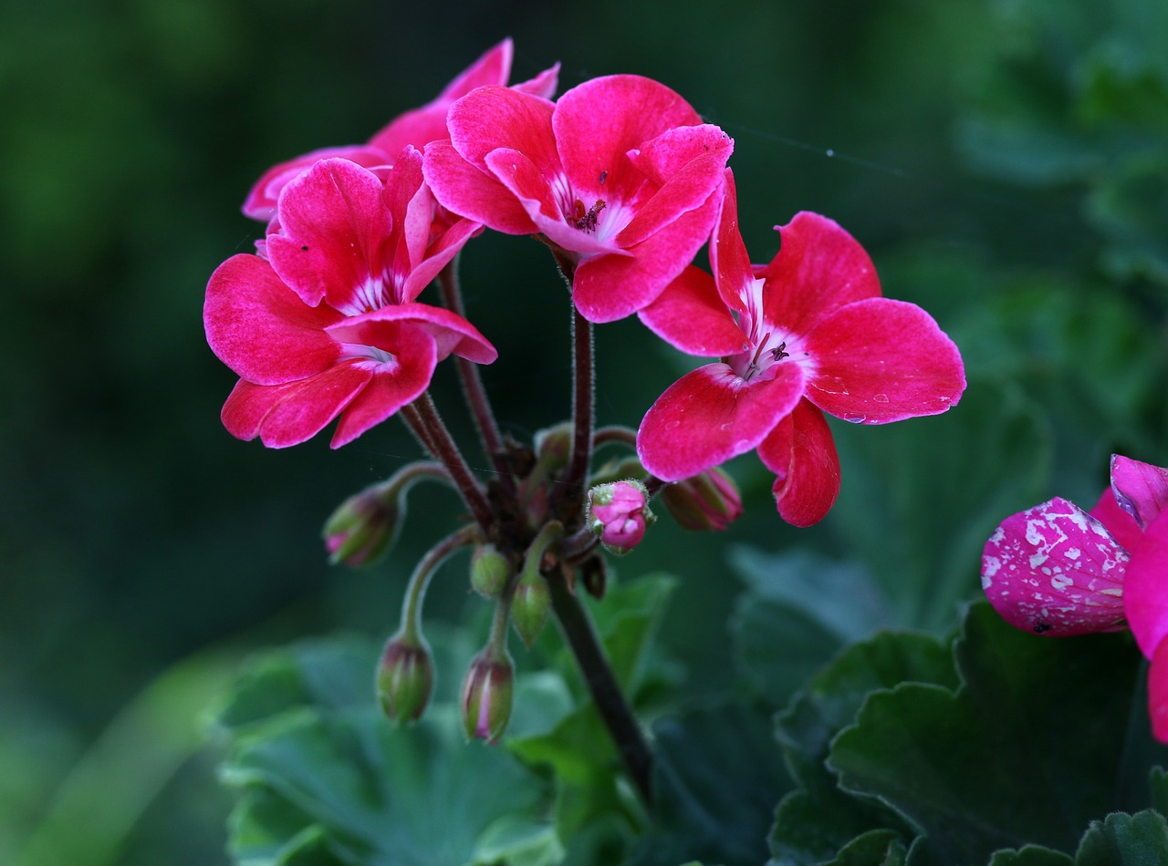 geranium  pink  flower free photo