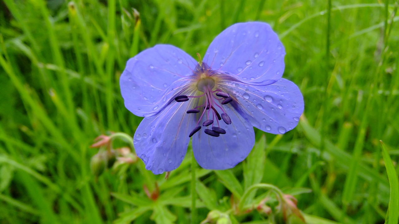 geranium  nature  summer free photo