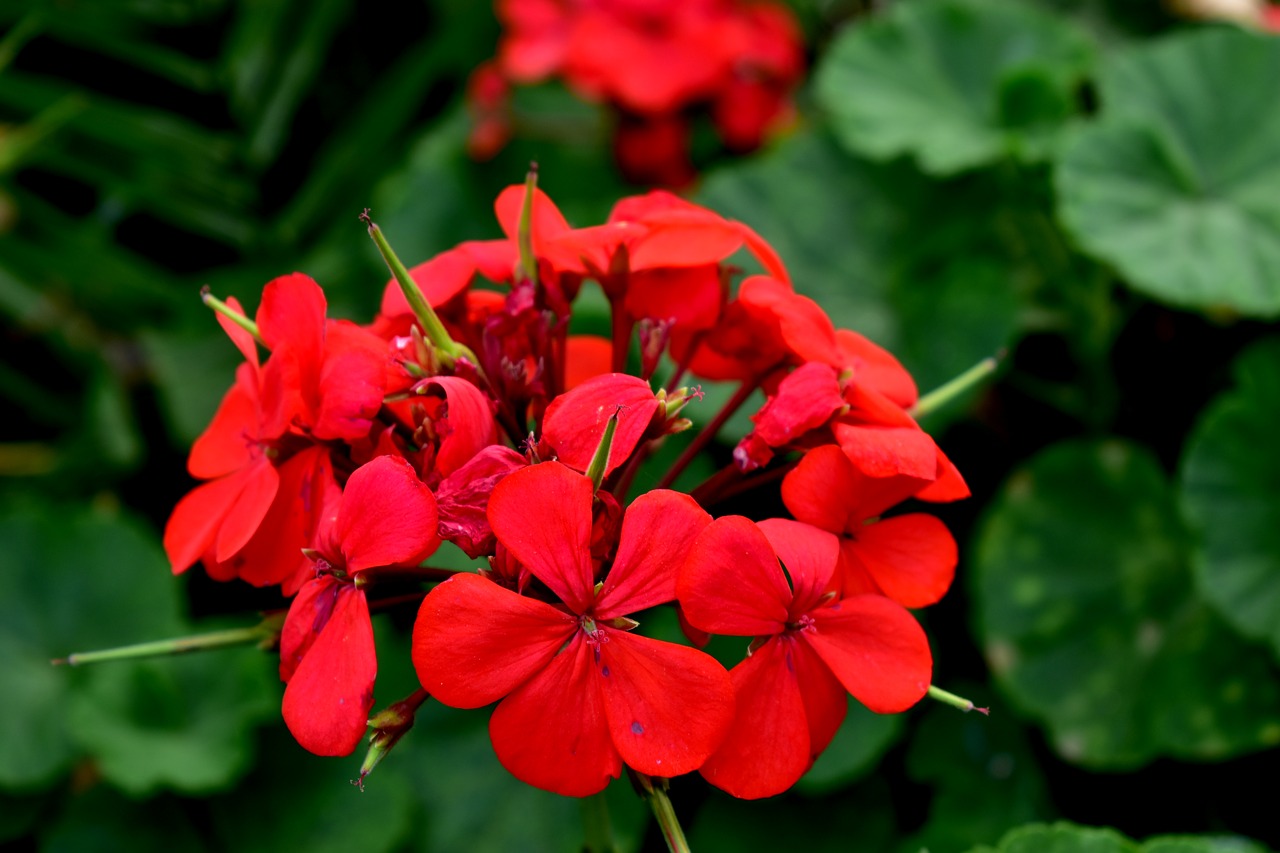 geranium  flower  garden free photo