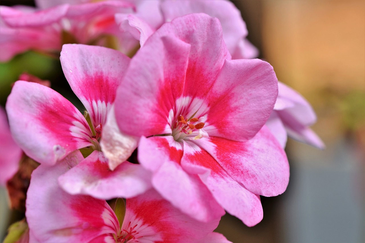 geranium  blossom  bloom free photo