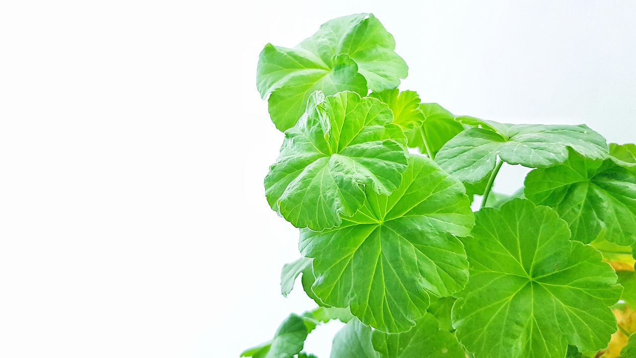 geranium  pelargonium  plant free photo