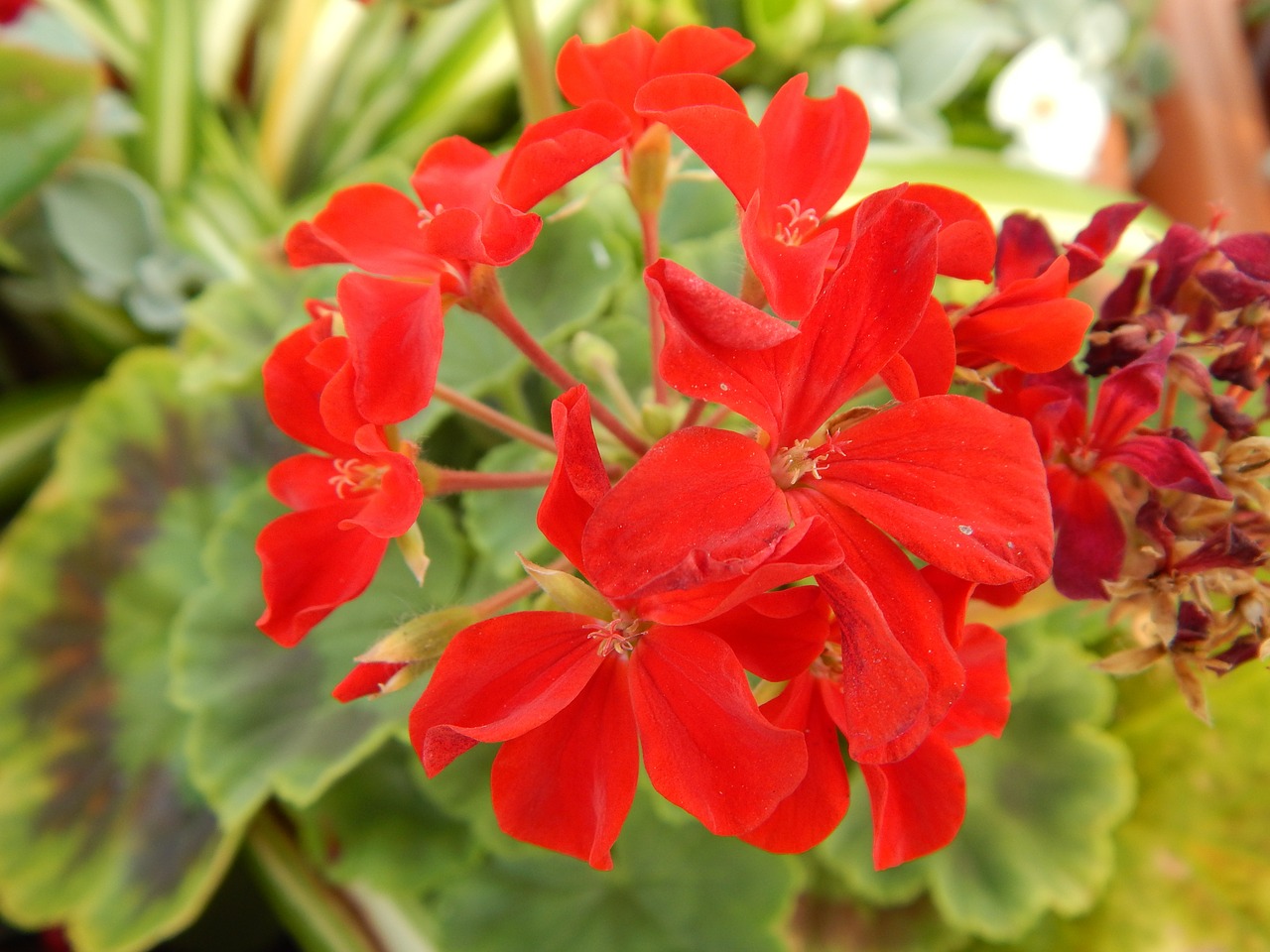 geranium flower plant free photo