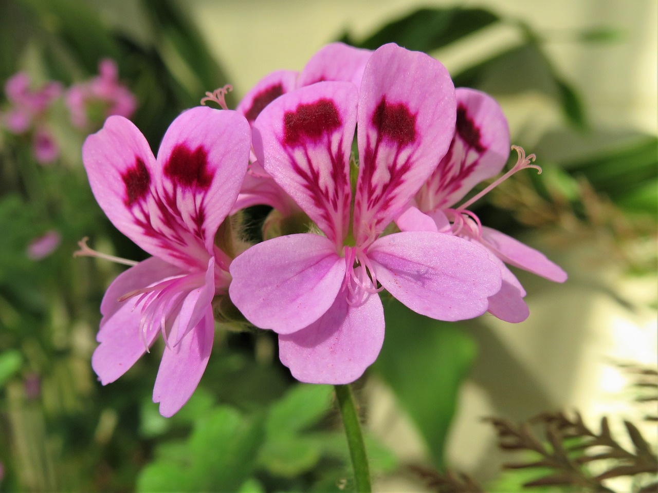 geranium  pink  flower free photo