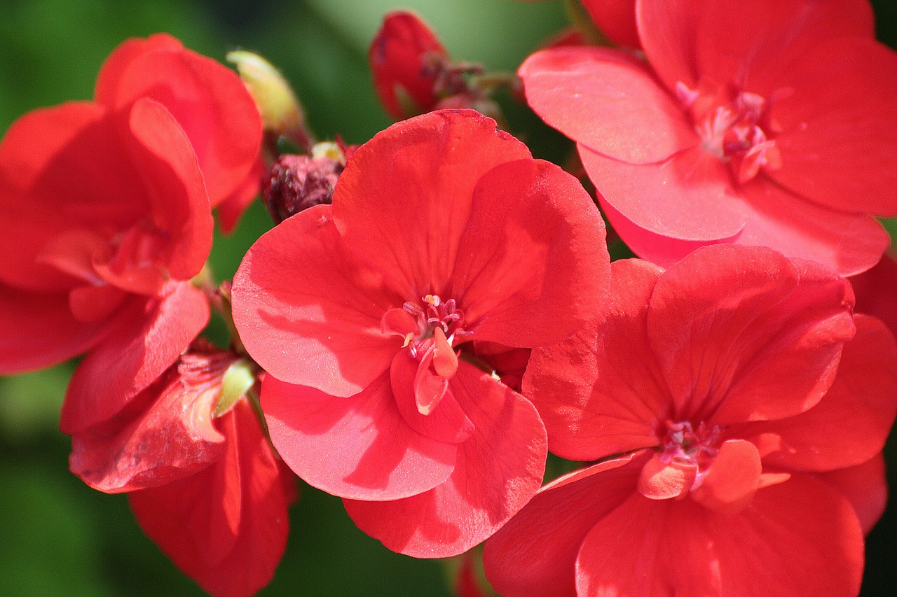 geranium red blossom free photo