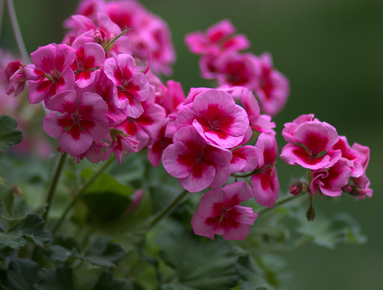 geranium  flower  pink free photo