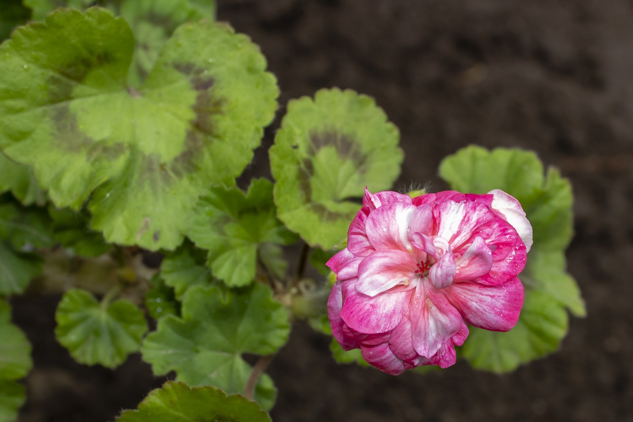 geranium  flower  blooms at free photo