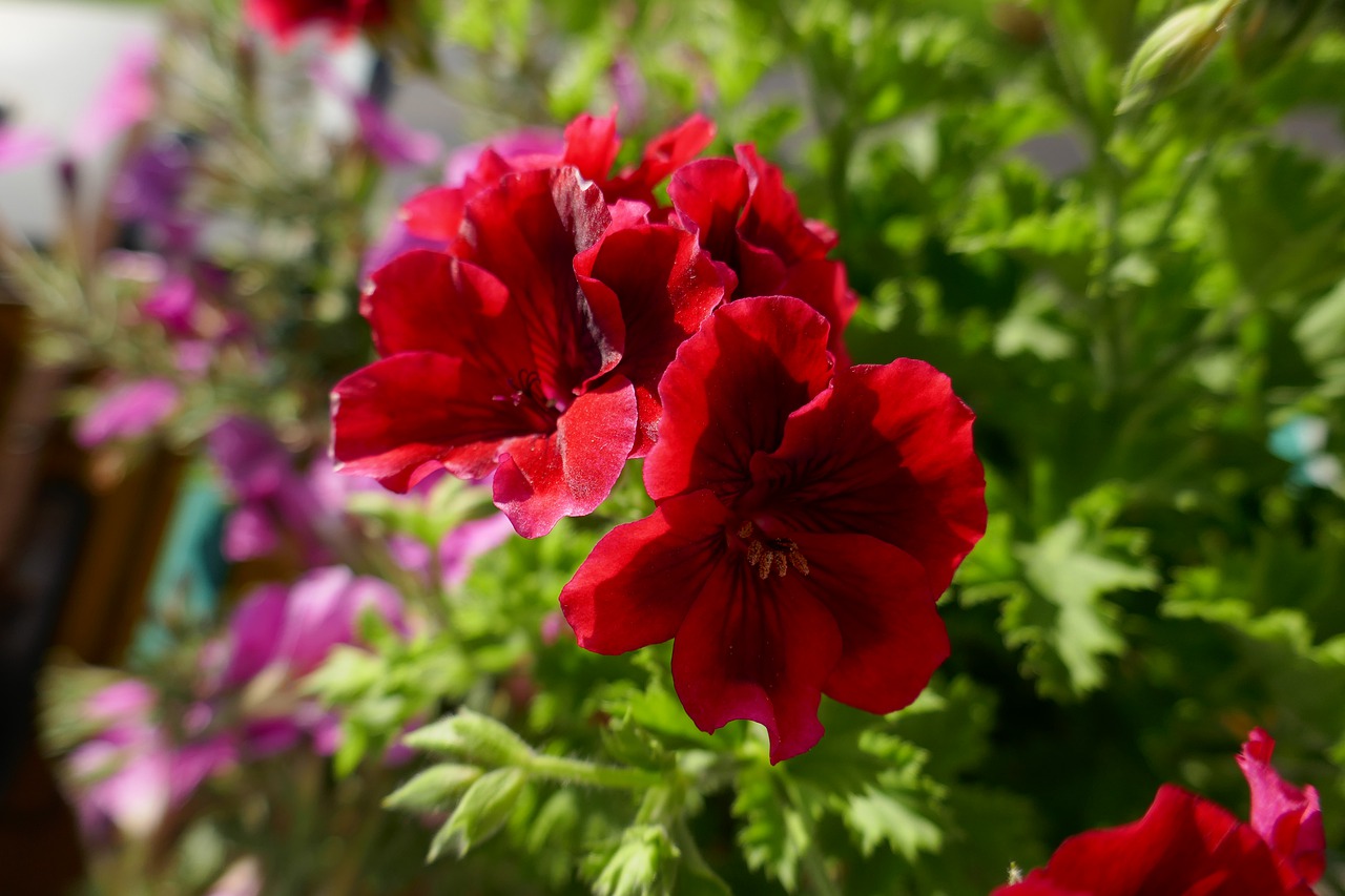 geranium  red  flowers free photo