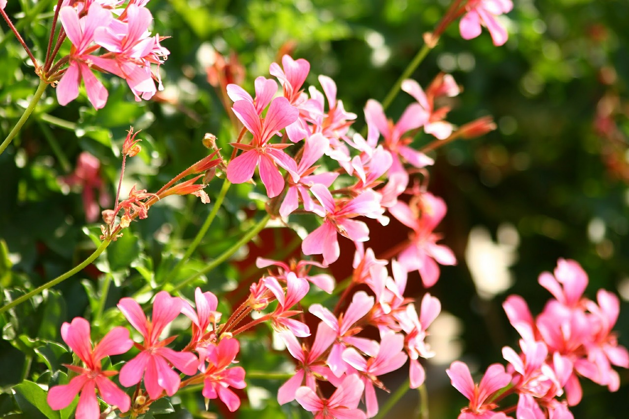 geranium flower pink free photo