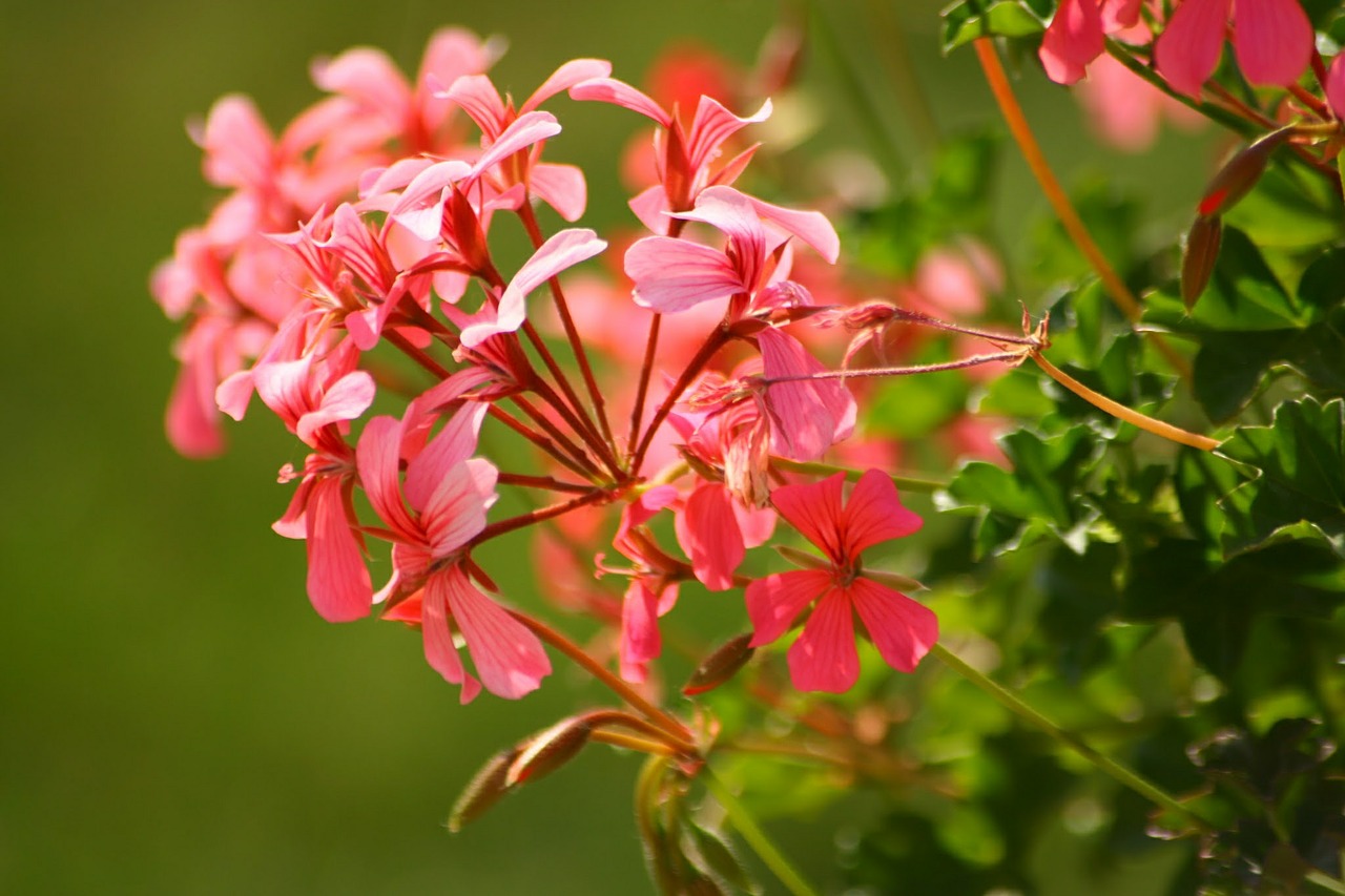 geranium pink flower macro free photo