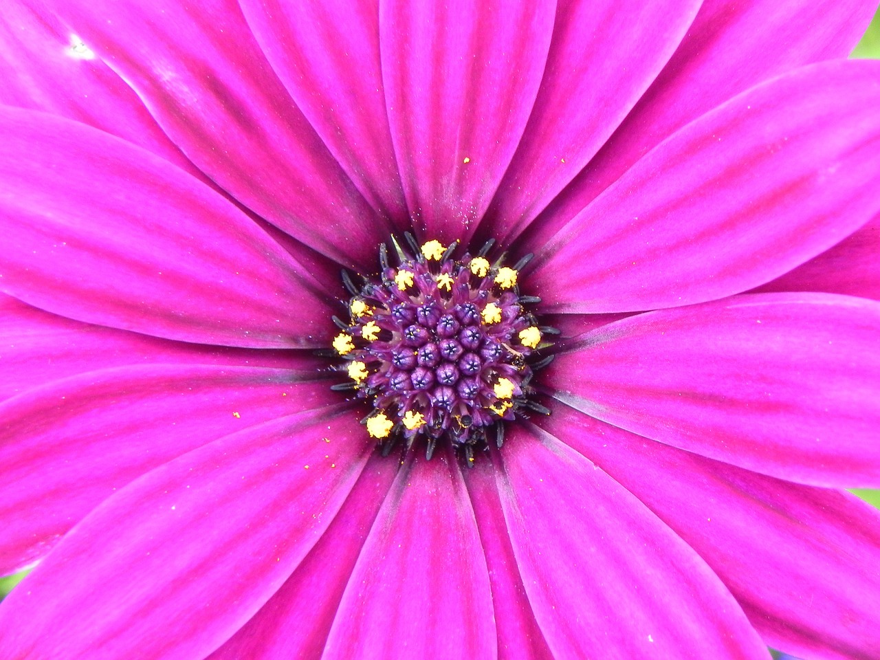 geranium flower pink free photo