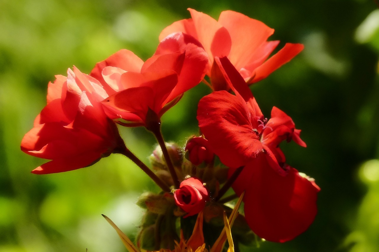 geranium flower red free photo