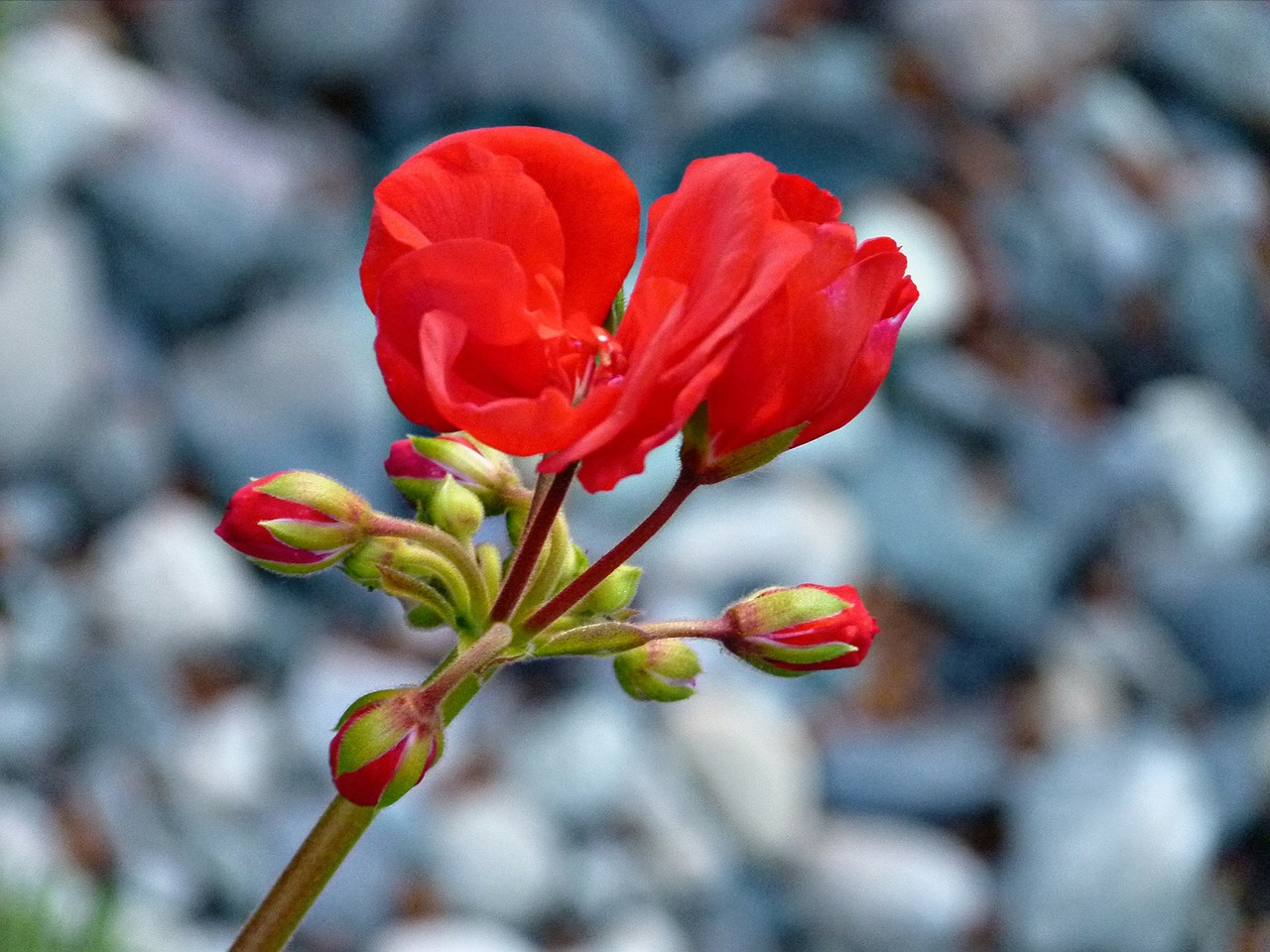 geranium red flower free photo