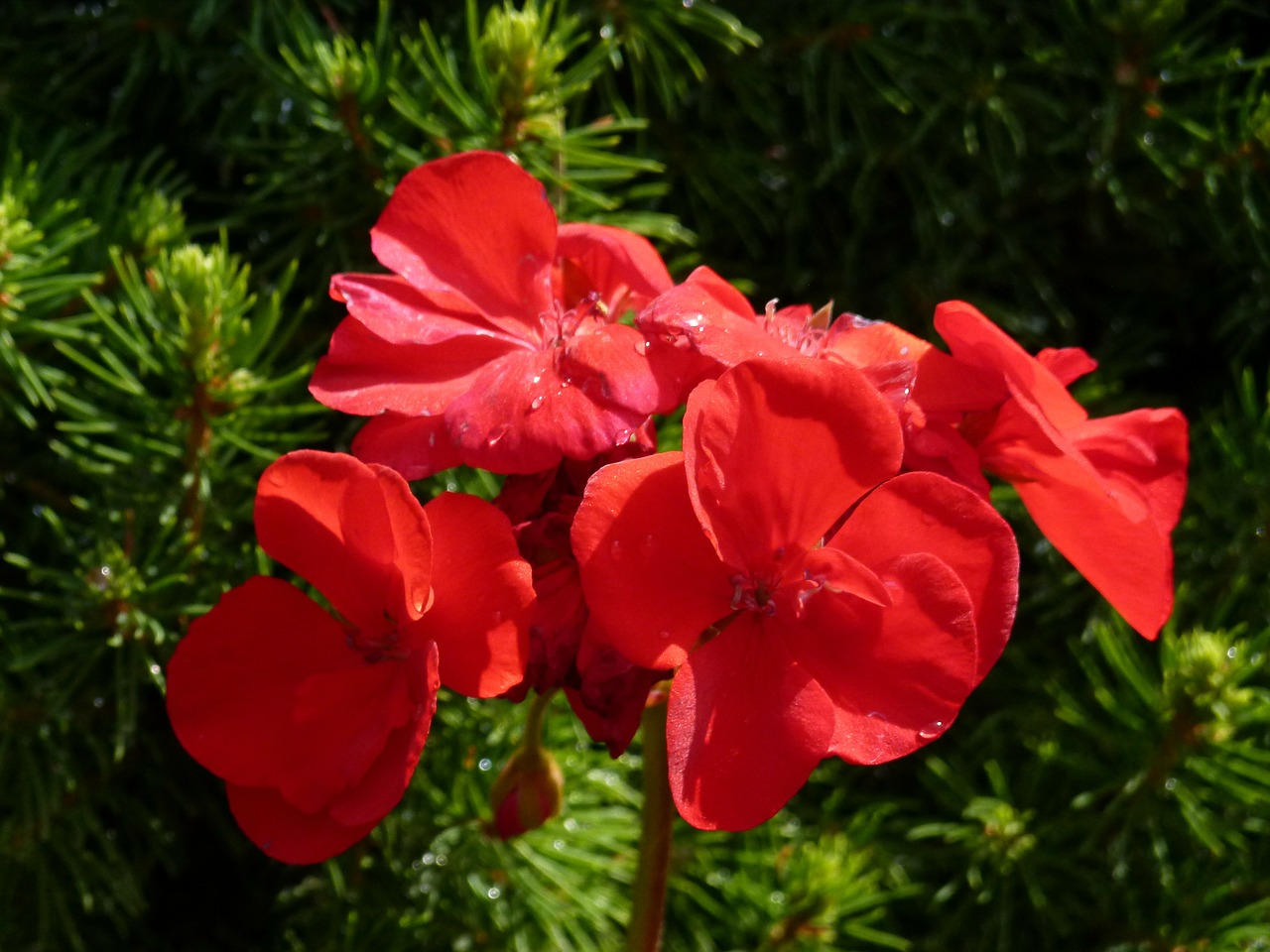 geranium flower red free photo