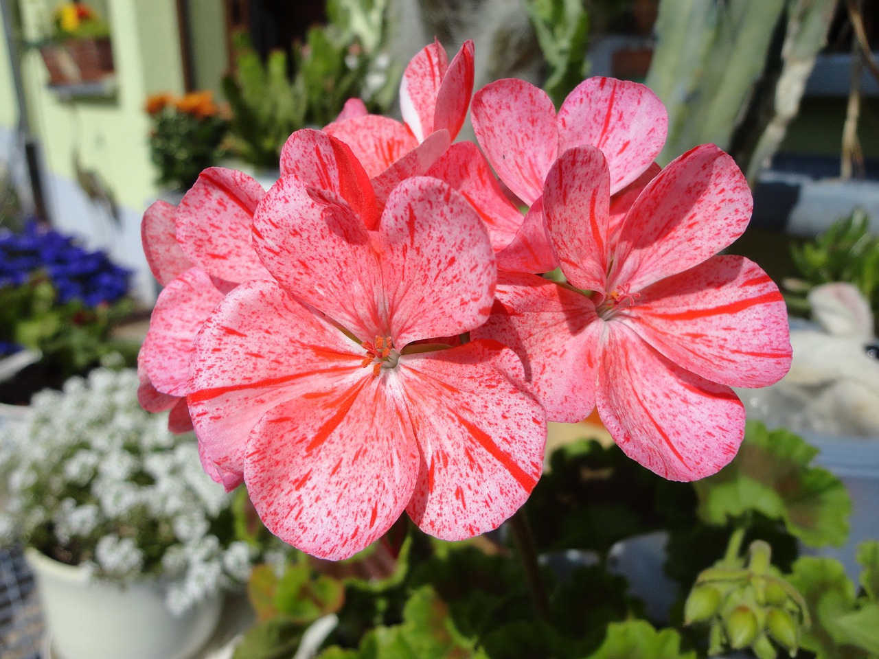 geranium flower nature free photo