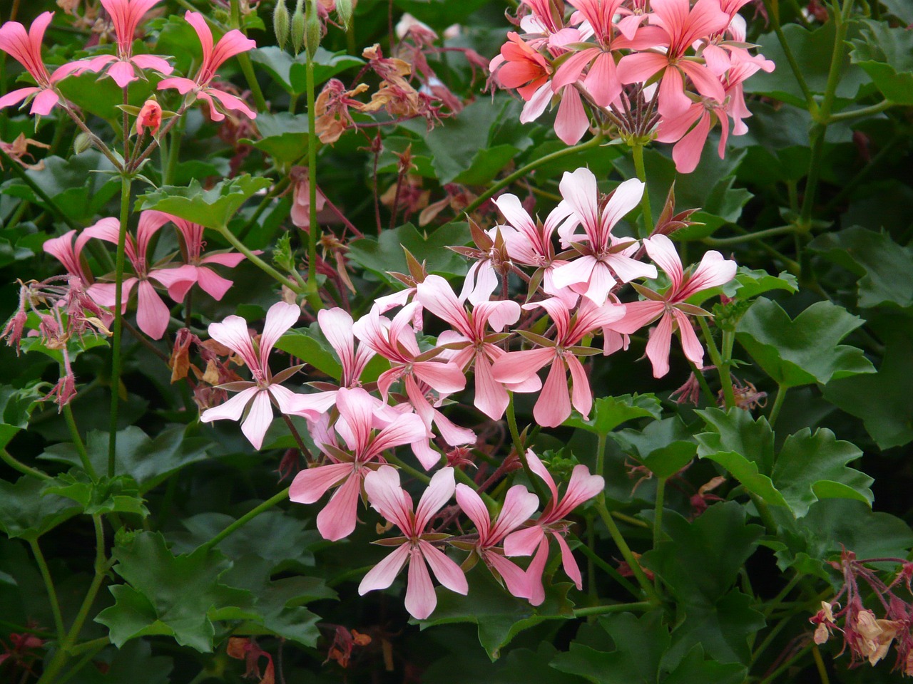 geranium white pink free photo