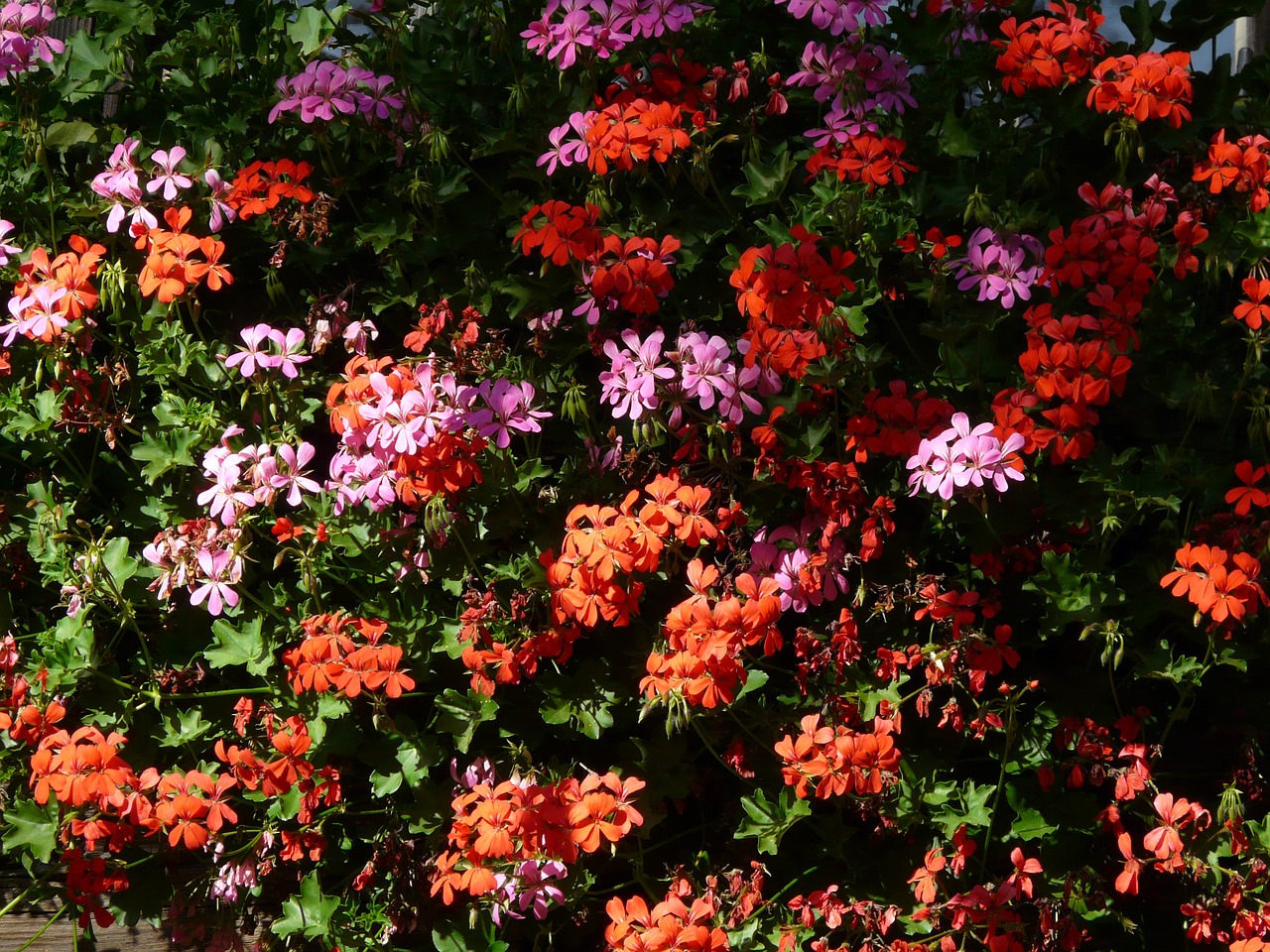 geranium balcony plants flowers free photo