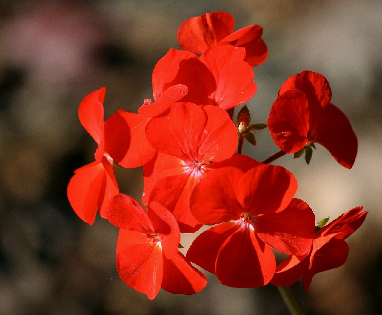 geranium red flower free photo