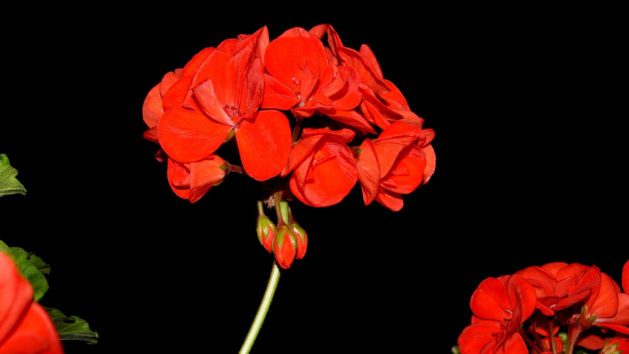 geranium flower red flower free photo