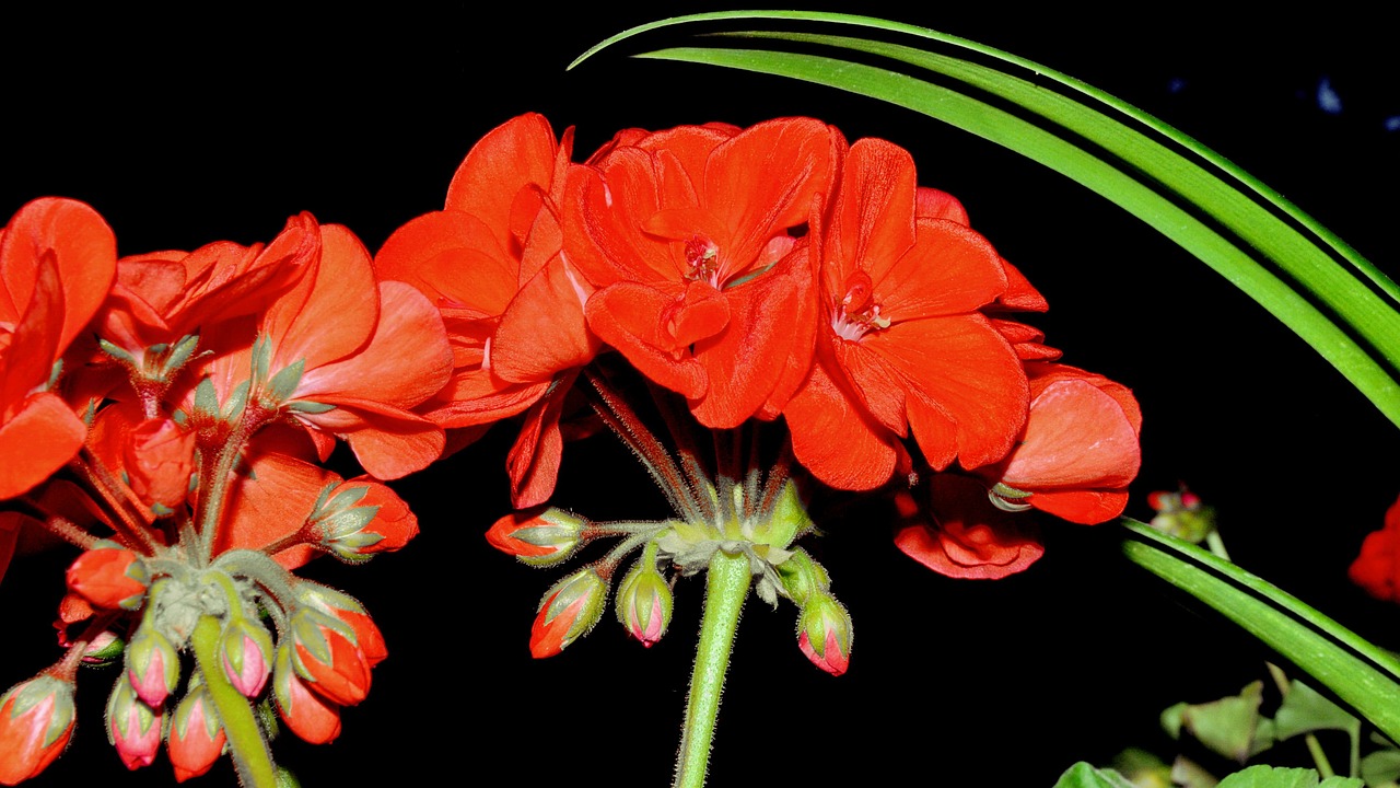 geranium red flower free photo