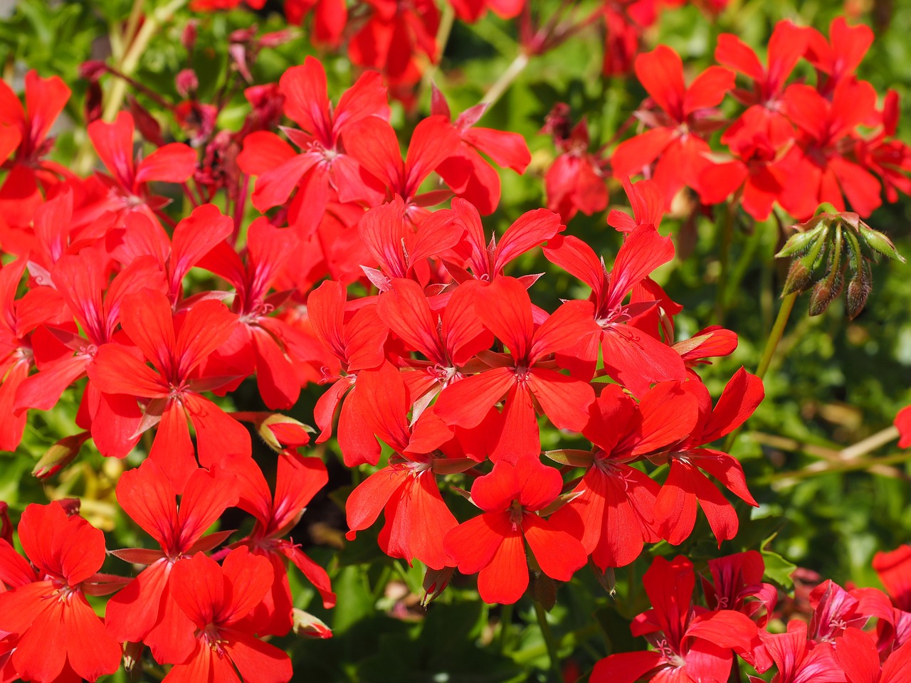 geranium flowers red free photo