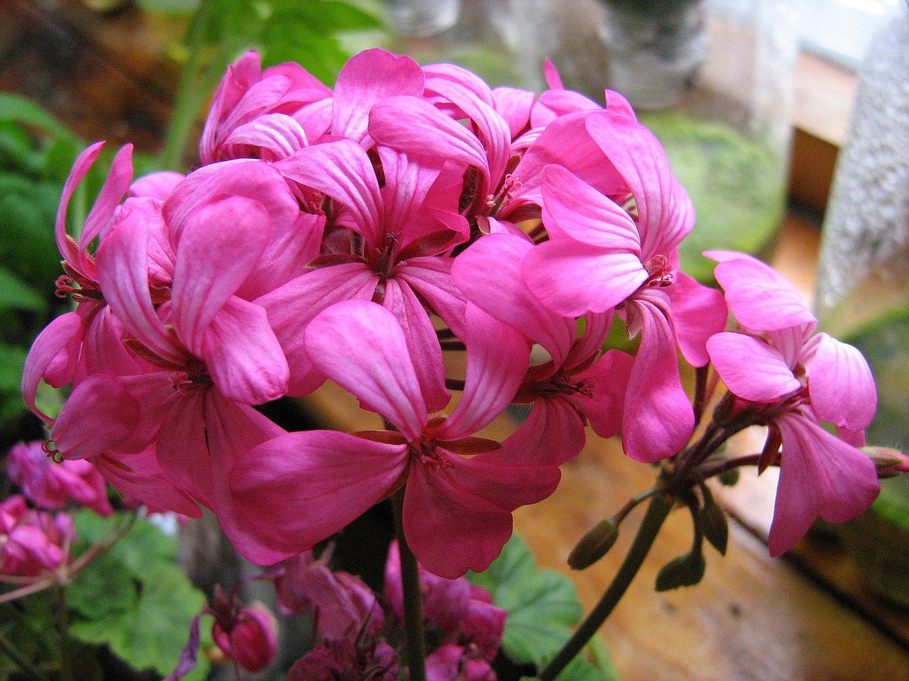 geranium spring flowers free photo